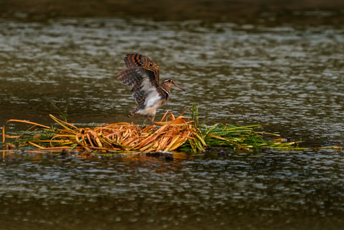 1760082232021.jpg 142.顺义潮白河-彩鹬-刘国庆-北京-.jpg
