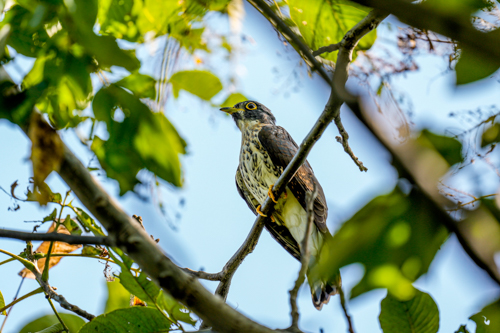 1760083515599.jpg 146.天坛公园-北鹰鹃-刘国庆-北京-.jpg