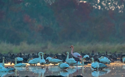 火烈鸟（大红鹳）-刘晓勤朋友周振宇 江西余干插旗白鹤小镇x.jpg